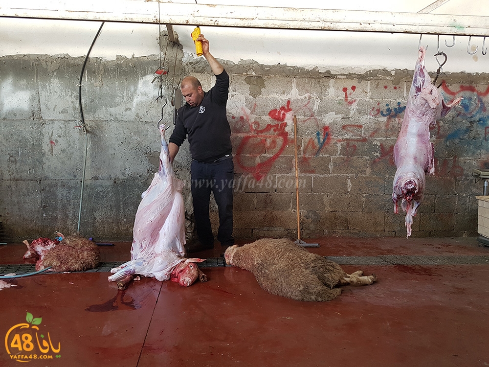 dab7 kharoof jam3iya (12).jpg